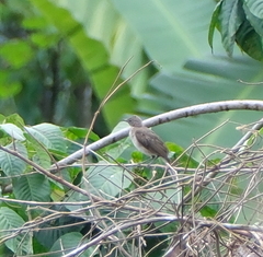 Turdus ignobilis