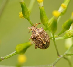 Oncocoris geniculatus