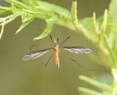 Leptotarsus mastersi