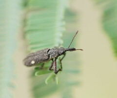 Rhinotia bimaculata