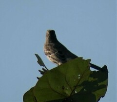 Mimus gundlachii