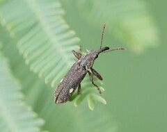 Rhinotia bimaculata