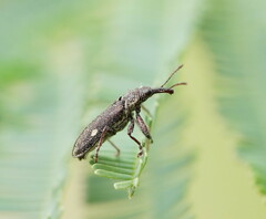 Rhinotia bimaculata