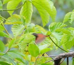 Ramphocelus carbo