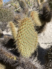 Opuntia pycnantha