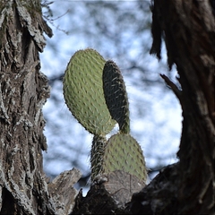 Opuntia leucotricha