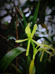 Epidendrum maderoi
