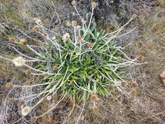 Celmisia spectabilis