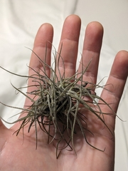 Tillandsia recurvata