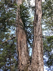 Freycinetia arborea