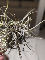 Tillandsia recurvata