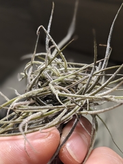 Tillandsia recurvata