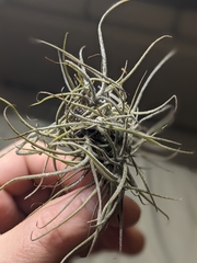 Tillandsia recurvata