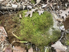 Claopodium rostratum