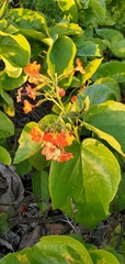 Cordia sebestena