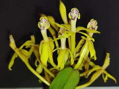 Epidendrum scytocladium