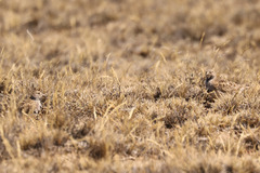 Thinocorus rumicivorus