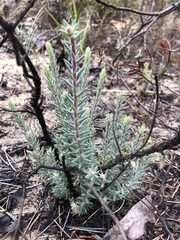 Stenanthera conostephioides