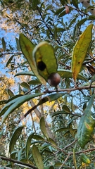 Belonocnema fossoria