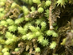 Claopodium rostratum