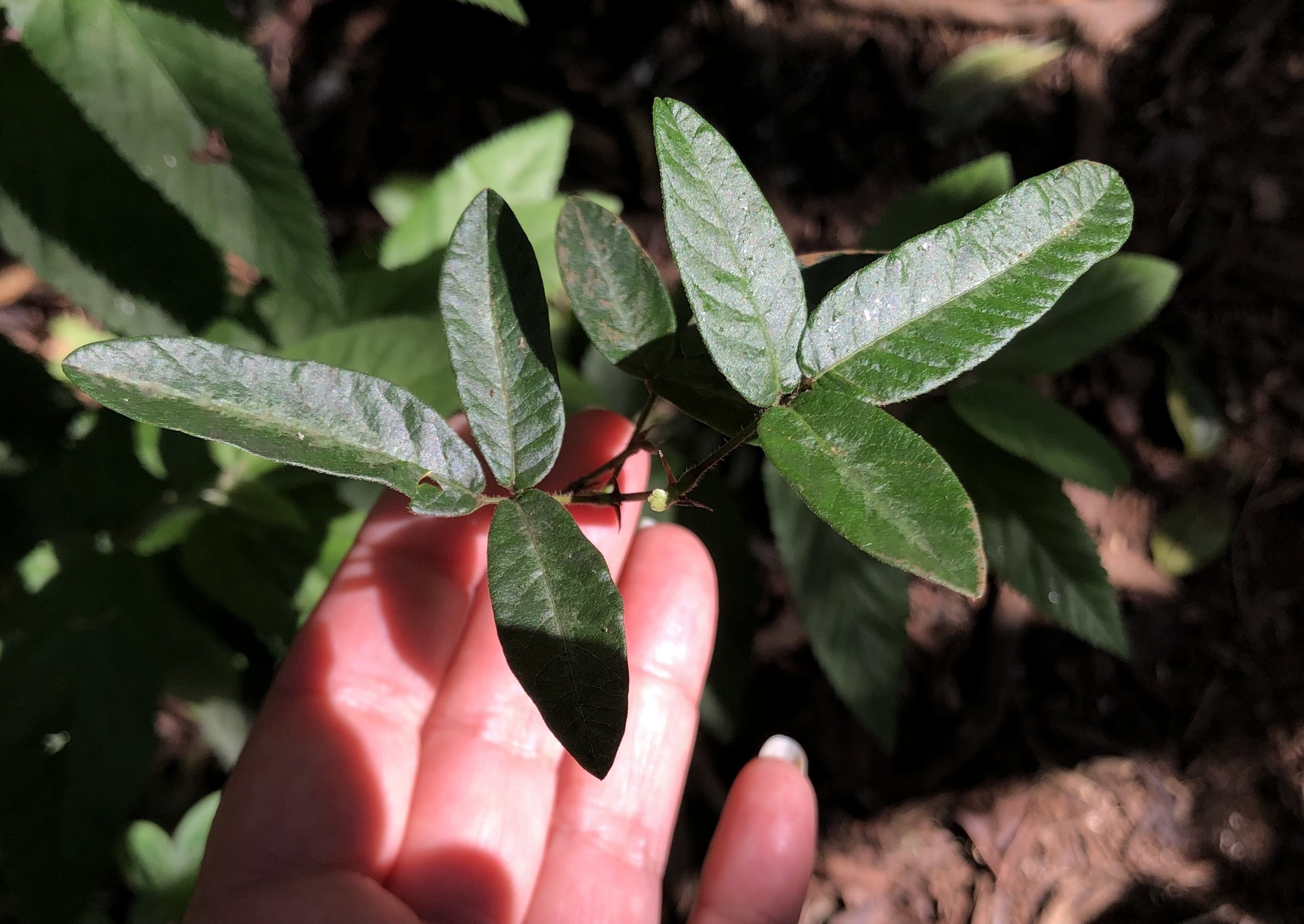 Desmodium incanum (Sw.) DC.