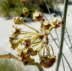 Asclepias albicans