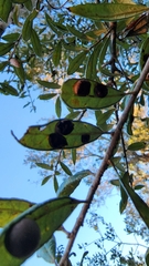 Belonocnema fossoria