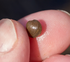 Sphaerium occidentale