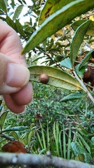 Belonocnema fossoria