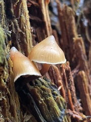Galerina mammillata