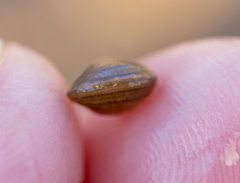 Sphaerium occidentale