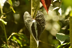 Dioscorea dodecaneura