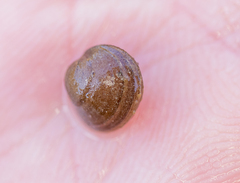 Sphaerium occidentale