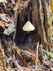 Galerina mammillata