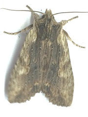 Lithophane hemina