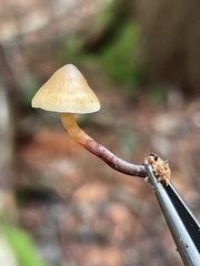 Galerina mammillata