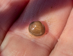 Sphaerium occidentale