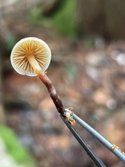 Galerina mammillata