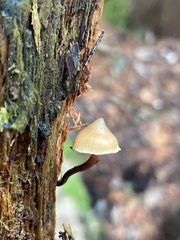 Galerina mammillata