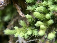 Claopodium rostratum