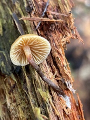 Galerina mammillata
