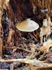 Galerina mammillata