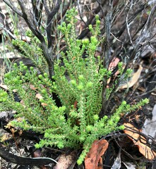 Calytrix alpestris
