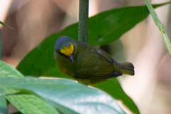 Euphonia gouldi
