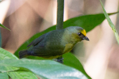 Euphonia gouldi
