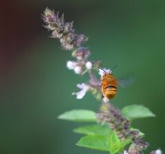 Amegilla bombiformis