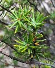 Stenanthera conostephioides