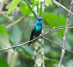 Chrysuronia oenone