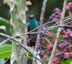 Chrysuronia oenone