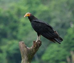 Cathartes melambrotus
